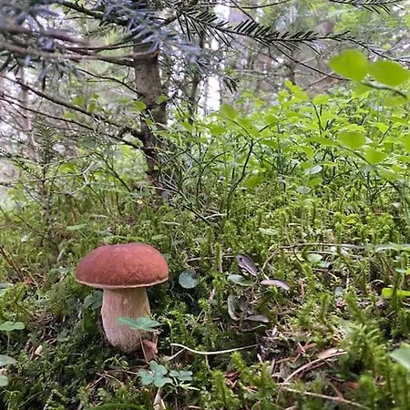 La Rotonda * Lastebasse