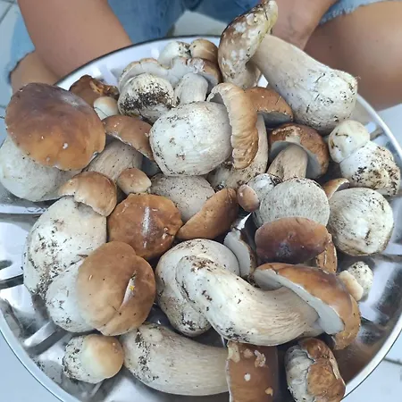 La Rotonda * Lastebasse