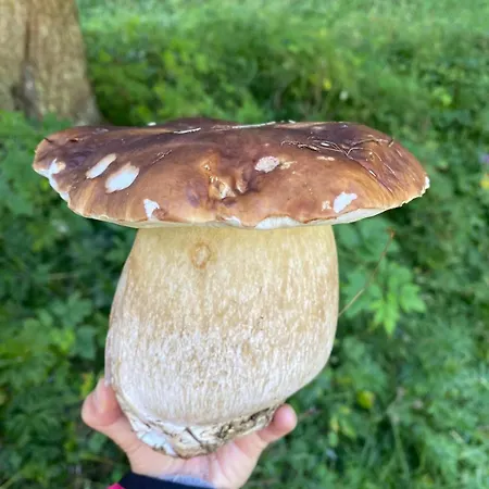 La Rotonda アパート Lastebasse