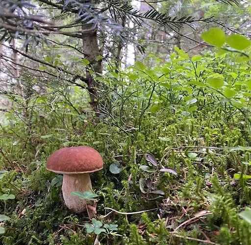 La Rotonda * Lastebasse