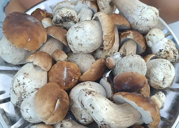 La Rotonda * Lastebasse