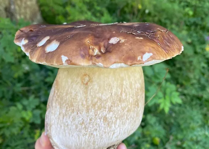 La Rotonda Apartment Lastebasse